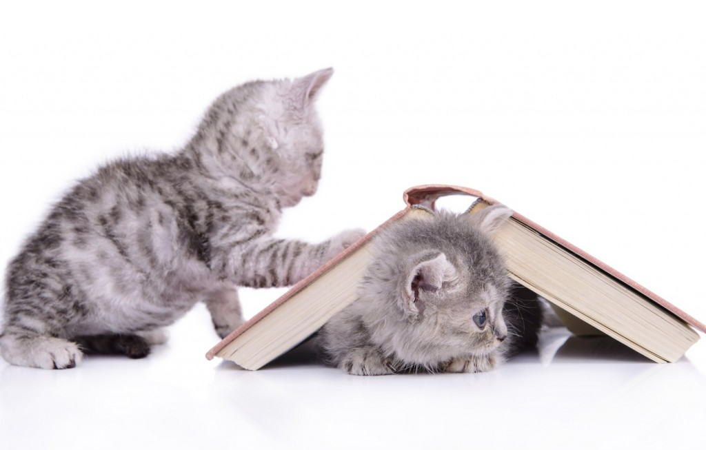 Кошка, книжка, я лучшие друзья